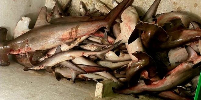 مصادرة طن من الأسماك منها 38 سمكة قرش في القنفذة