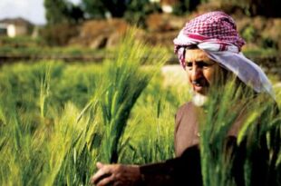 السعودية تبلغ القطاع الخاص بإصدار السجل الزراعي المطور للحد من التستر