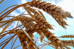حصاد الصين والمحصول الأسترالي يهدئان ثورة أسواق القمح