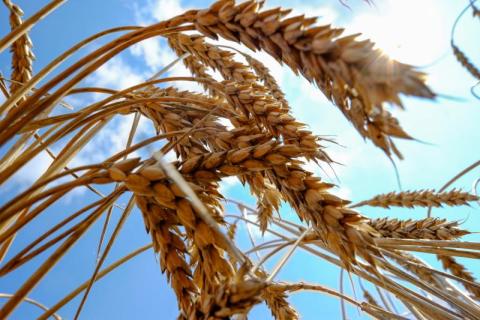 صادرات الحبوب الأوكرانية 47.2 مليون طن في الموسم الحالي