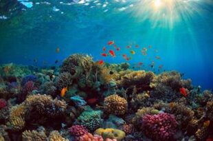 علماء يتمكنون من سماع "أصوات" الشعاب المرجانية باستخدام الذكاء الصناعي