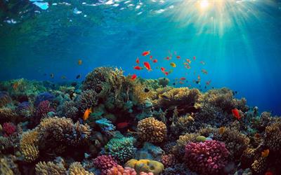 علماء يتمكنون من سماع "أصوات" الشعاب المرجانية باستخدام الذكاء الصناعي