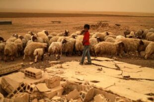 التغير المناخي يحوّل حقول قمح في شمال شرقي سوريا إلى مراعٍ للأغنام