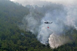 مأساة بيئية لبنانية... حريق يلتهم أكبر غابة صنوبر في الشرق الأوسط (صور وفيديو)