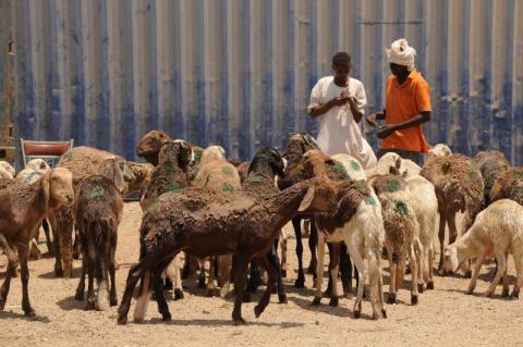 برنامج الأغذية: ثلث سكان السودان معرَّضون لـ«انعدام حاد في الأمن الغذائي»