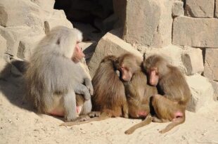 بسبب «جدري القرود».. الكويت تتخذ هذه الإجراءات الفورية في حدائق الحيوان