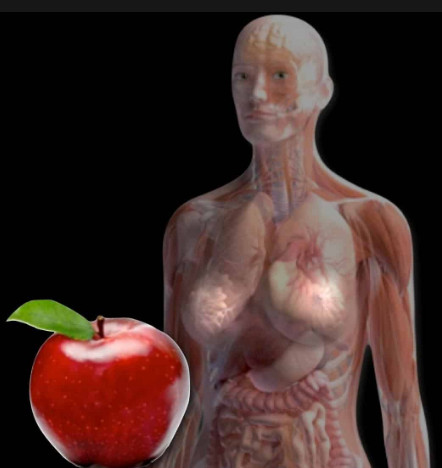 التفاح يحافظ على جسم الإنسان