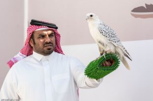 مهرجان الملك عبدالعزيز .. 107 صقور في اليوم الثامن