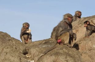 الحياة الفطرية: مشكلة القرود قديمة والحل بيد المواطن