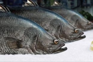 7 إرشادات يجب اتباعها عند شراء الأسماك النيئة