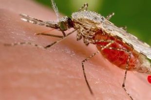 في اليوم العالمي للملاريا.. 7 تعليمات للوقاية من هذا المرض