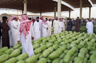 99 % نسبة الاكتفاء الذاتي من البطيخ في السعودية