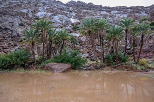 الأرصاد: استمرار هطول الأمطار الربيعية على معظم مناطق المملكة
