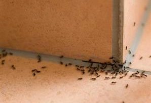 لبيئة آمنة وصحية.. 7 إرشادات تساعدك على مكافحة الحشرات