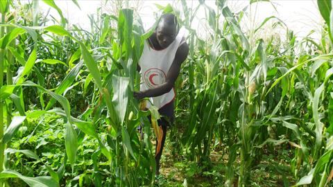 الزراعة في النيجر