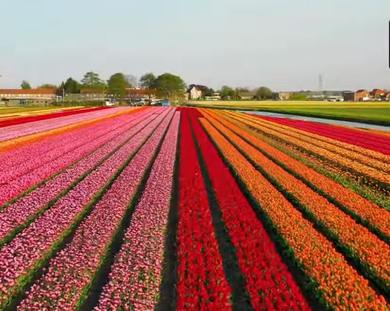 زهور هولندا